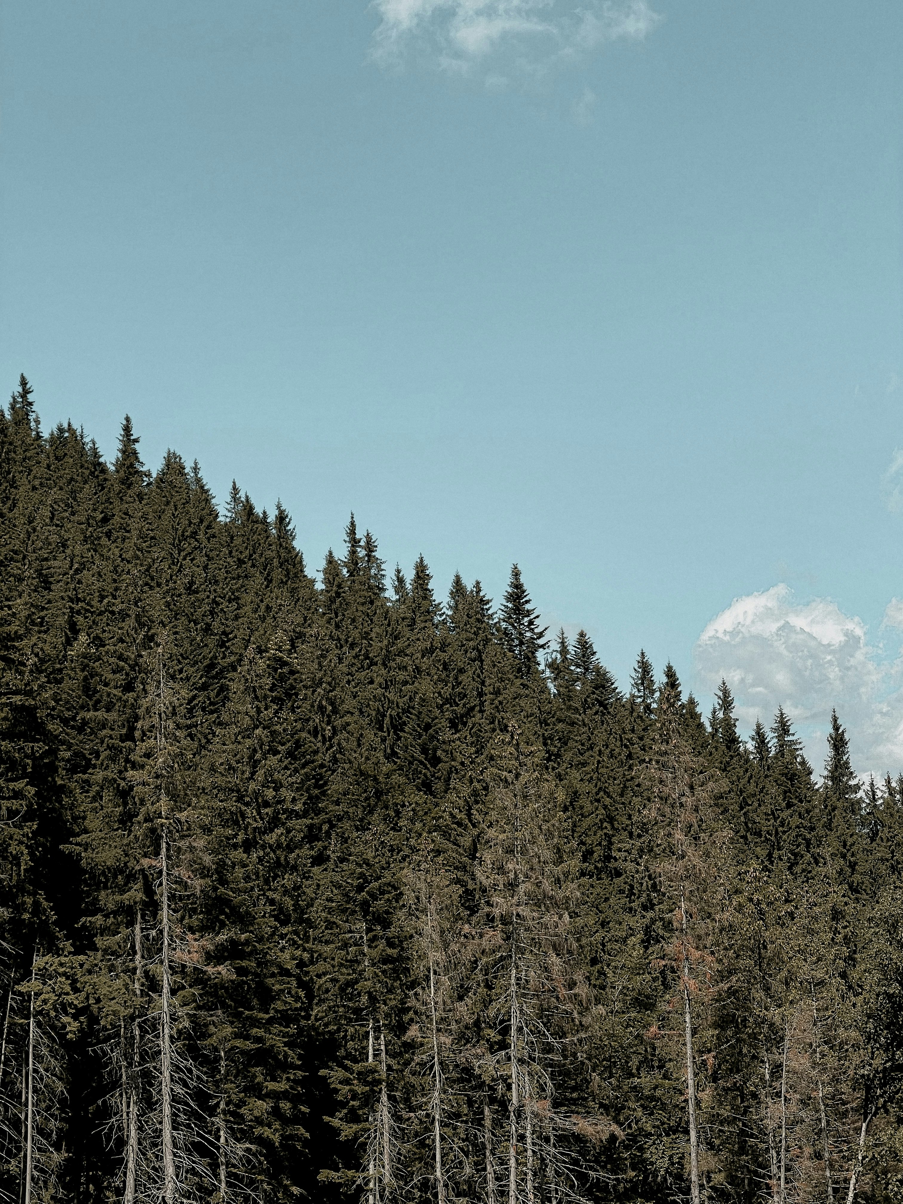 green trees under blue sky during daytime